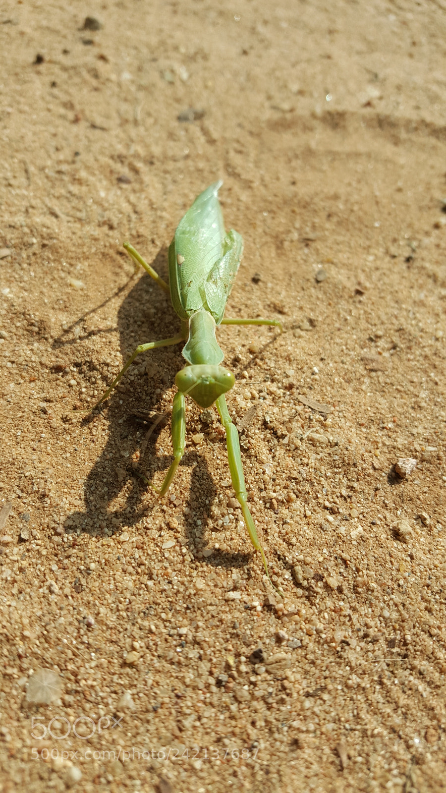 Samsung Galaxy Note5 sample photo. Too hard photography