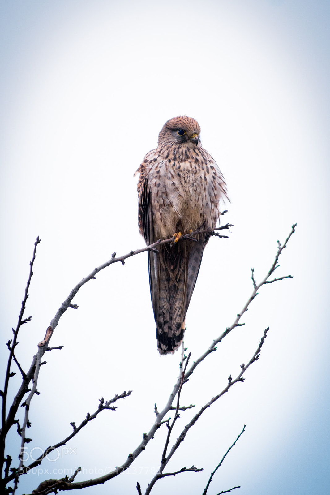 Sony ILCA-77M2 sample photo. Kestrel photography