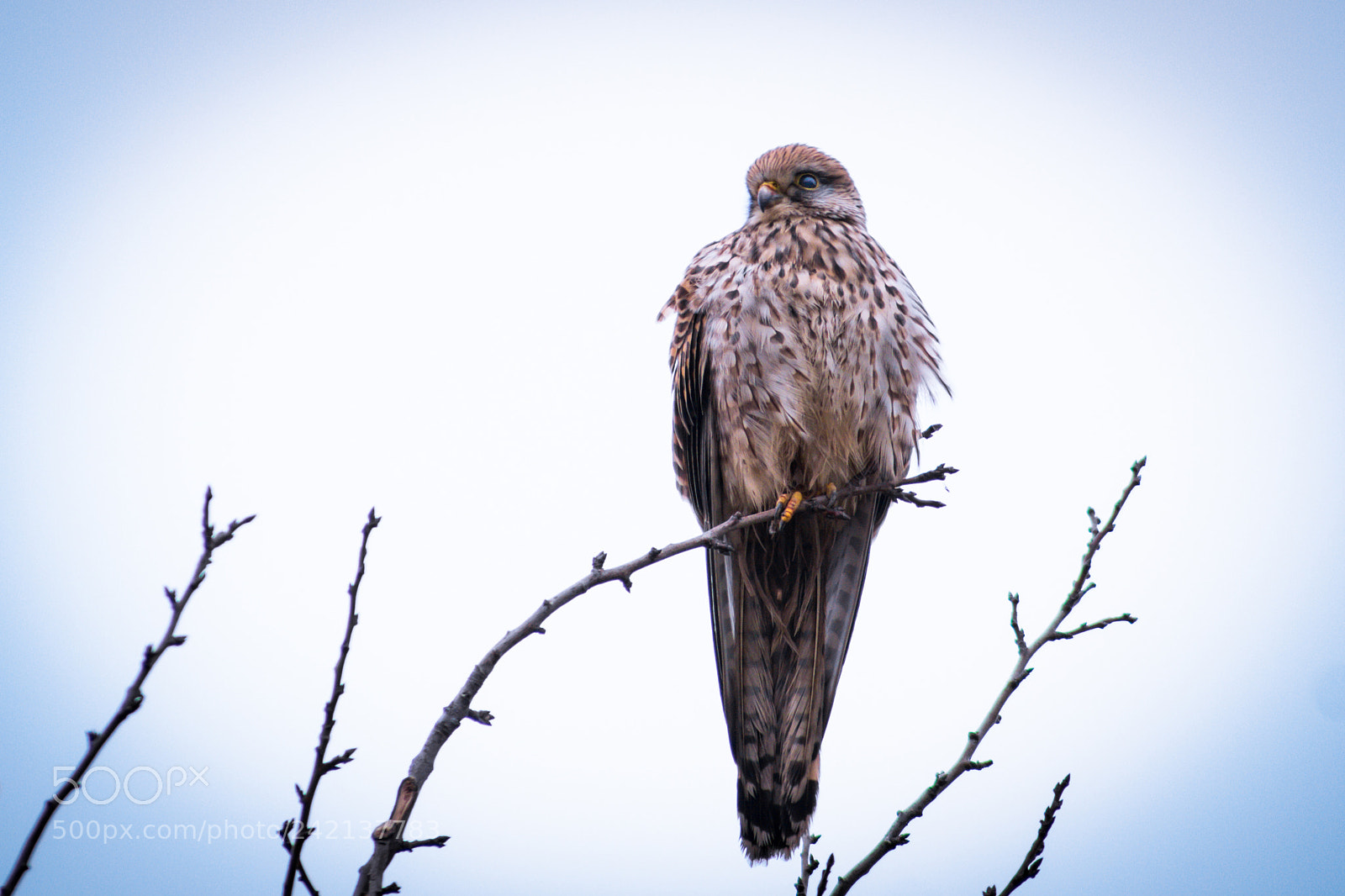 Sony ILCA-77M2 sample photo. Kestrel photography