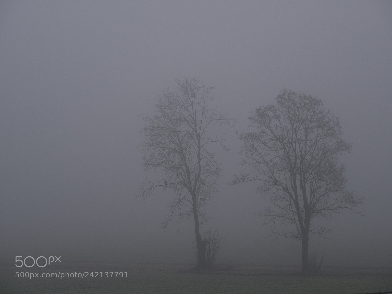 Panasonic DMC-G70 sample photo. Trees in fog photography