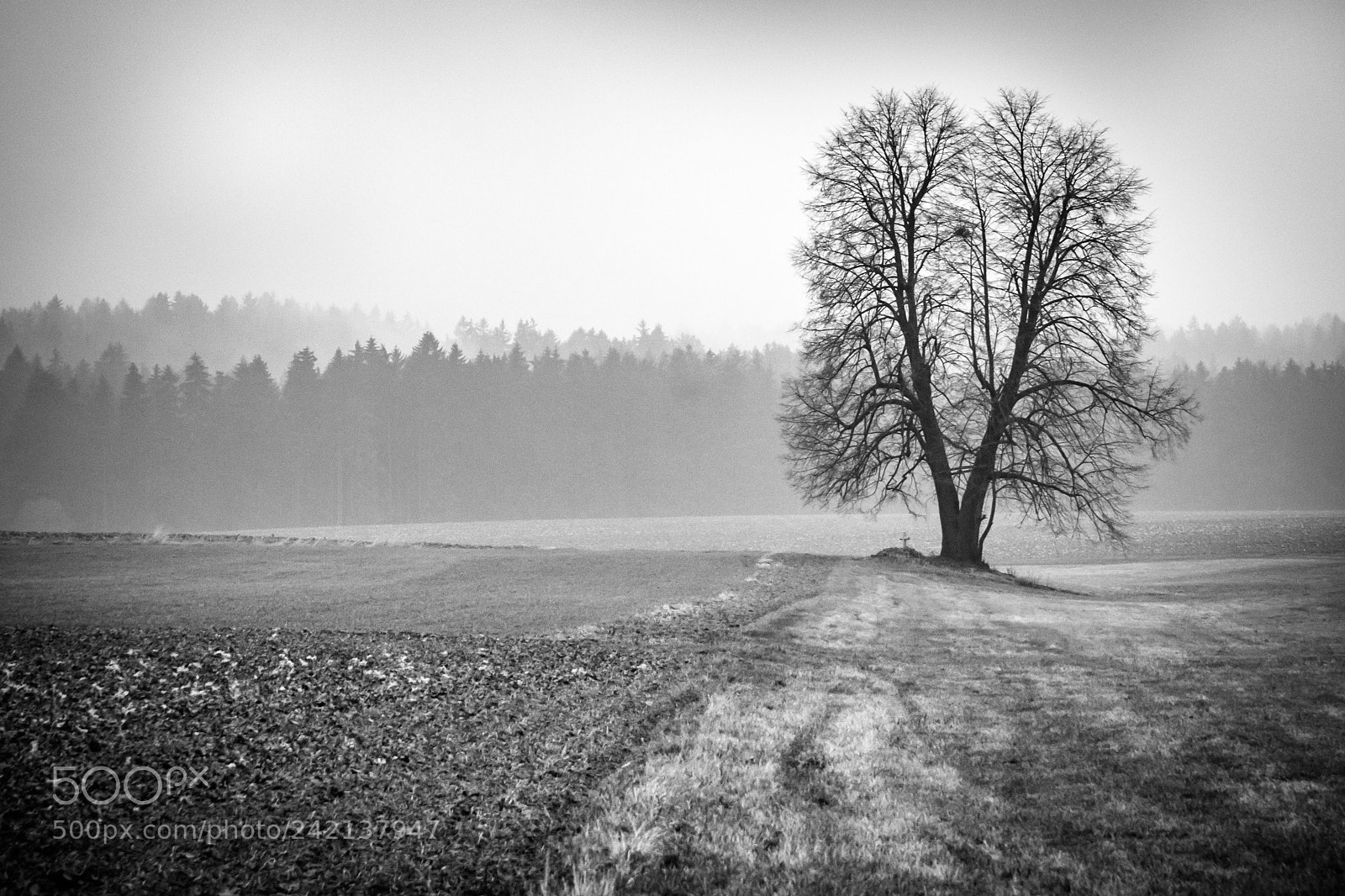 Sony ILCA-77M2 sample photo. Wayside photography