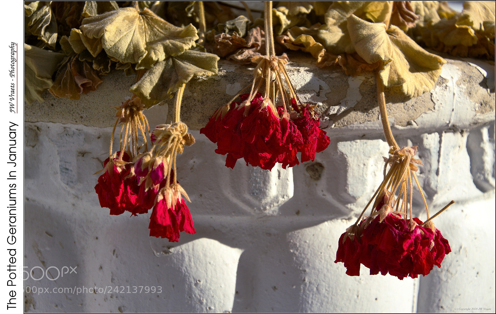 Nikon D7100 sample photo. The potted geraniums in photography