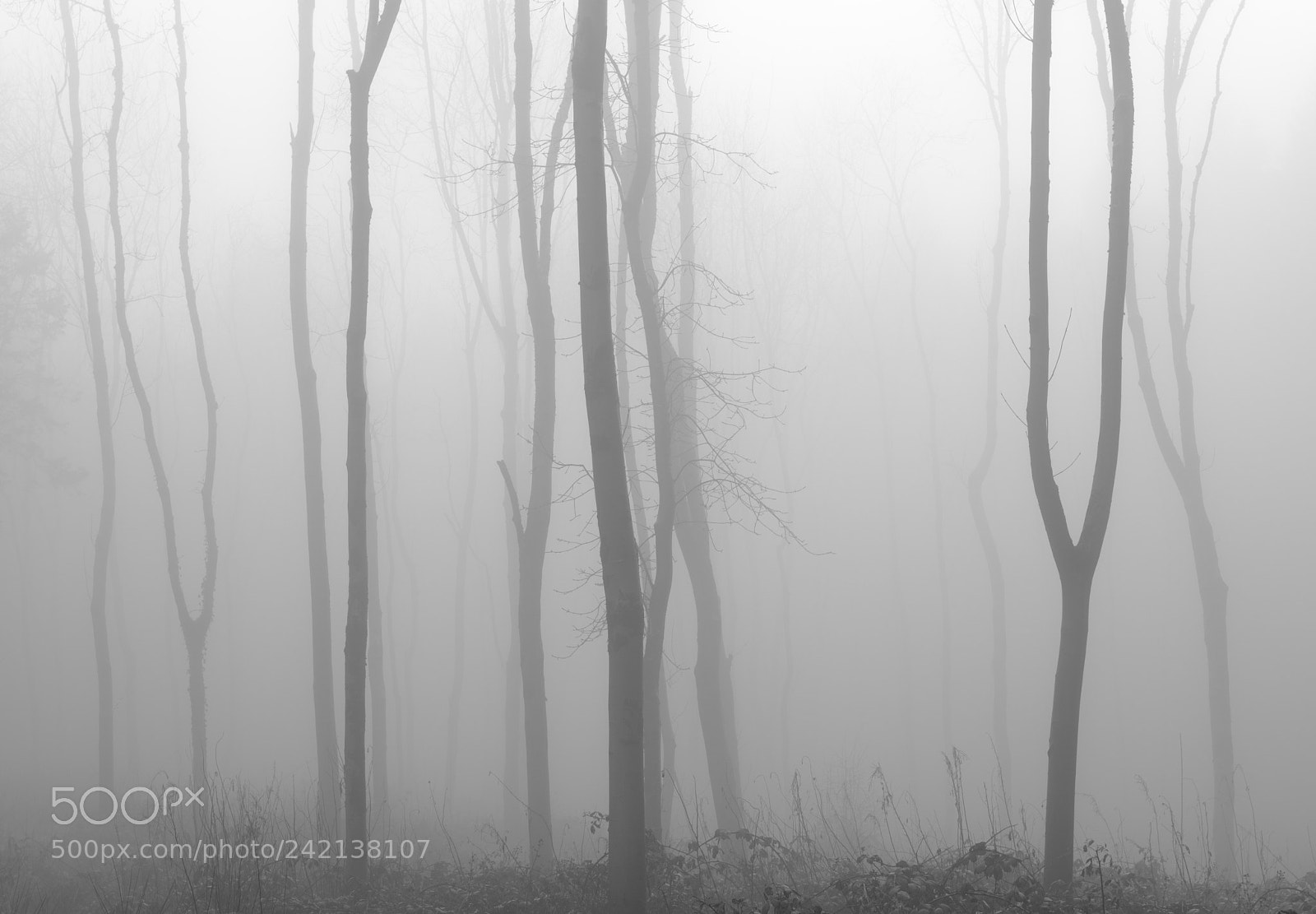 Nikon D810 sample photo. Ethereal photography