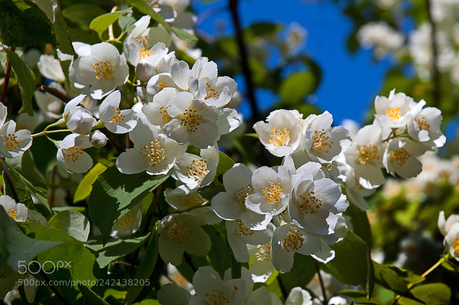 Nikon D70 sample photo. Jasmine flowers photography