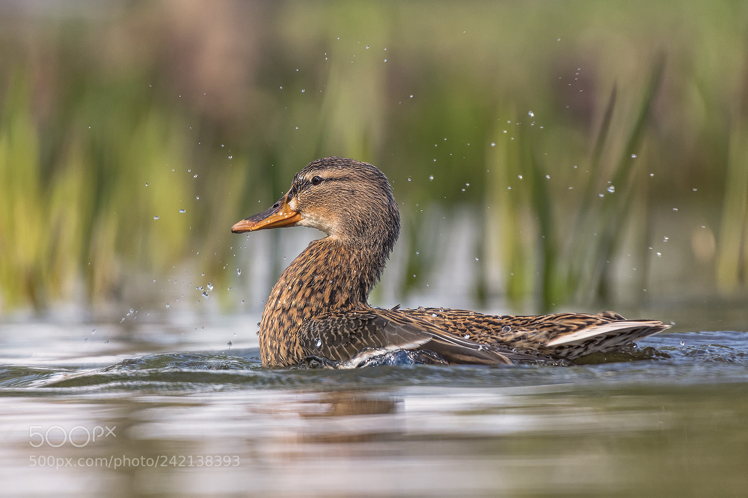Nikon D500 sample photo. Duck photography
