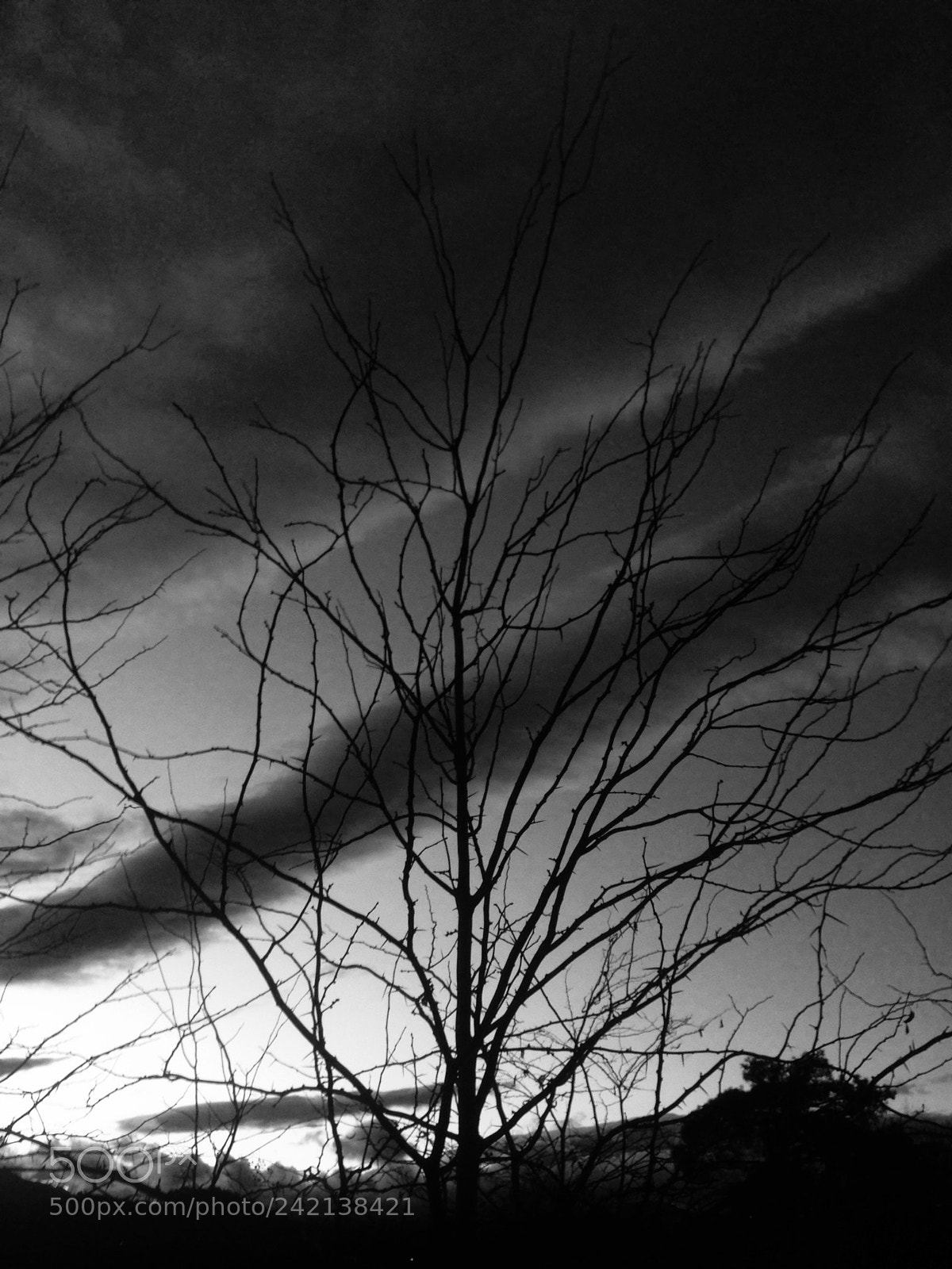 Apple iPhone 5 sample photo. Tired tree photography