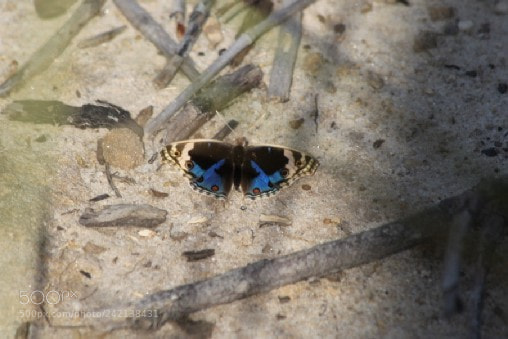 Canon EOS 60D sample photo. Blue pansy photography