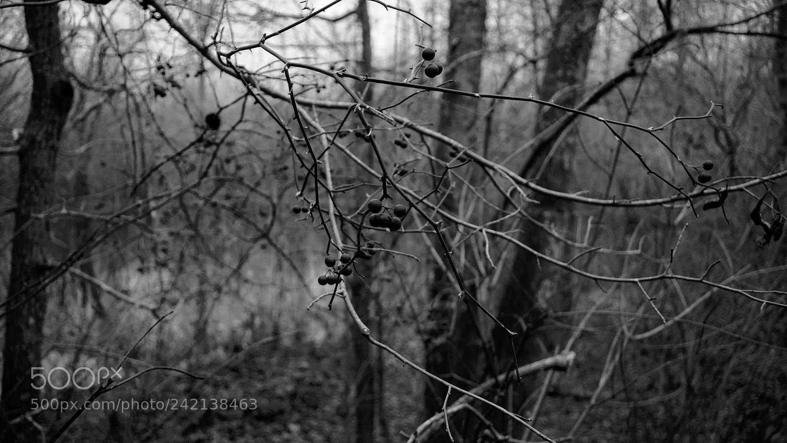 Nikon D3400 sample photo. Winter berries on a photography