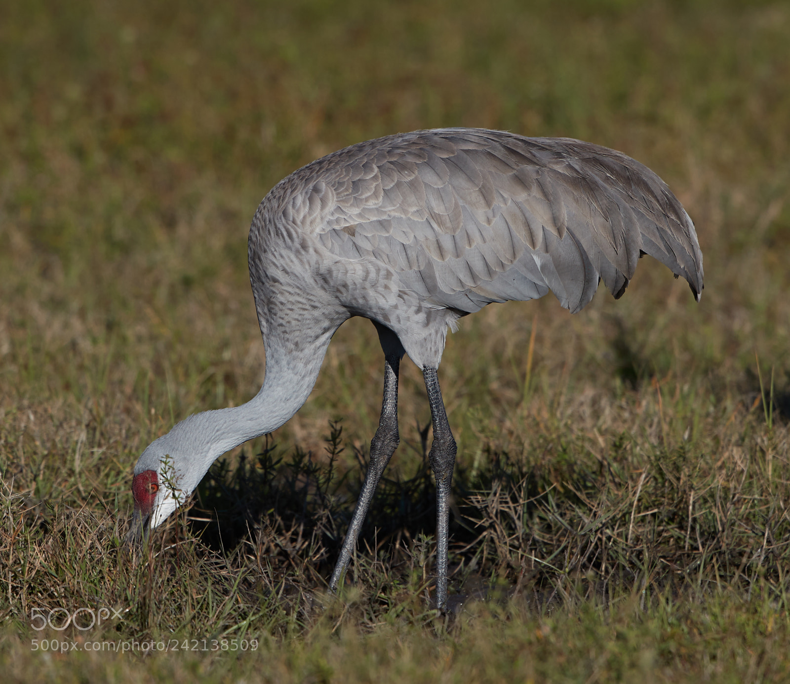 Canon EOS-1D X Mark II sample photo. 01-11-18-8955.jpg photography