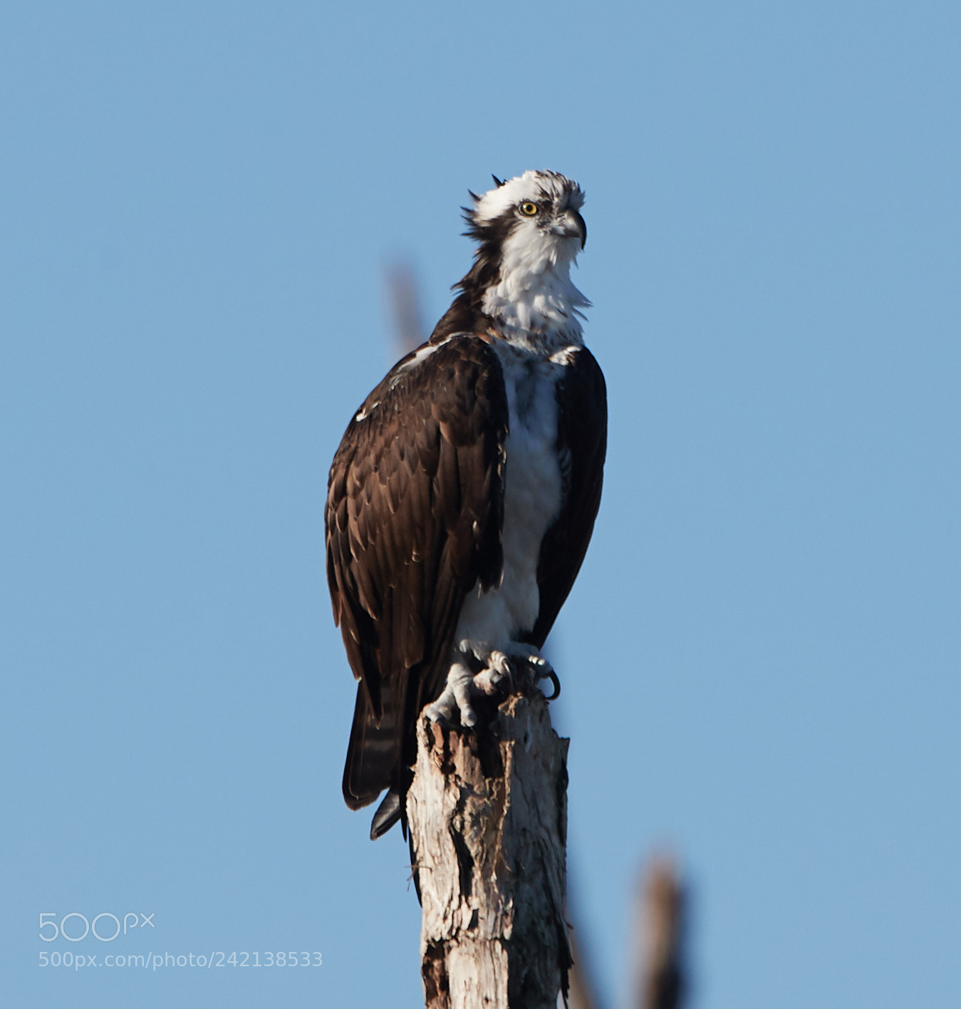 Canon EOS-1D X Mark II sample photo. 01-11-18-8972.jpg photography