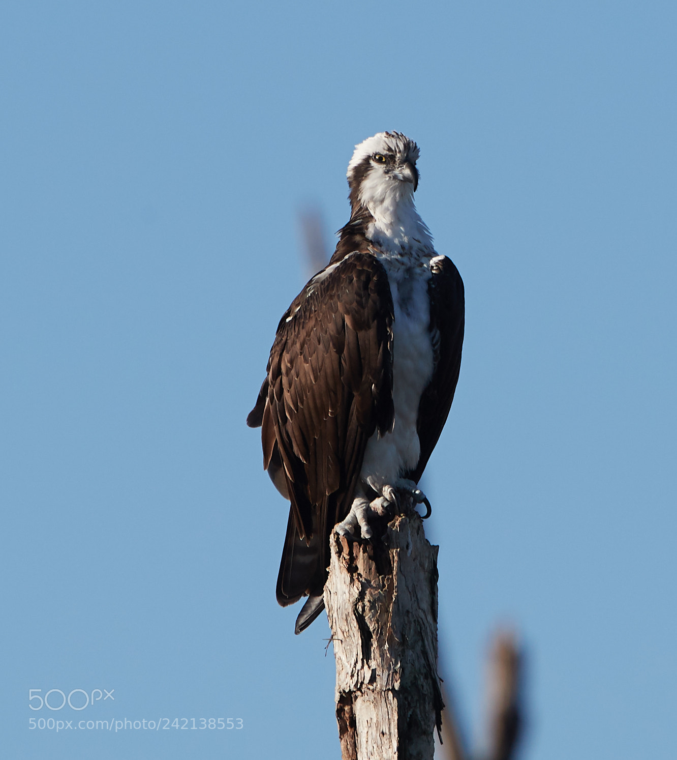 Canon EOS-1D X Mark II sample photo. 01-11-18-8969.jpg photography