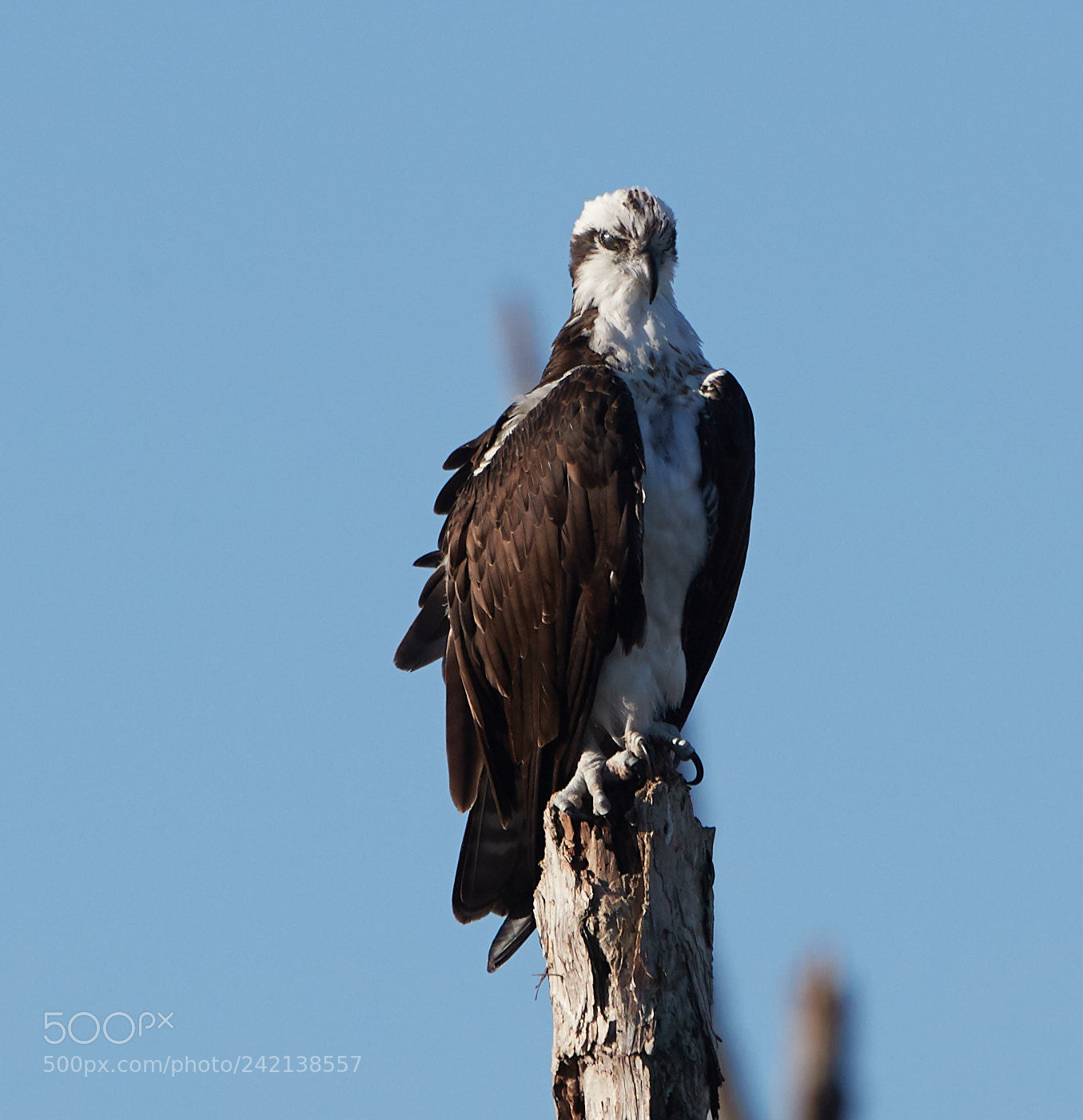 Canon EOS-1D X Mark II sample photo. 01-11-18-8967.jpg photography