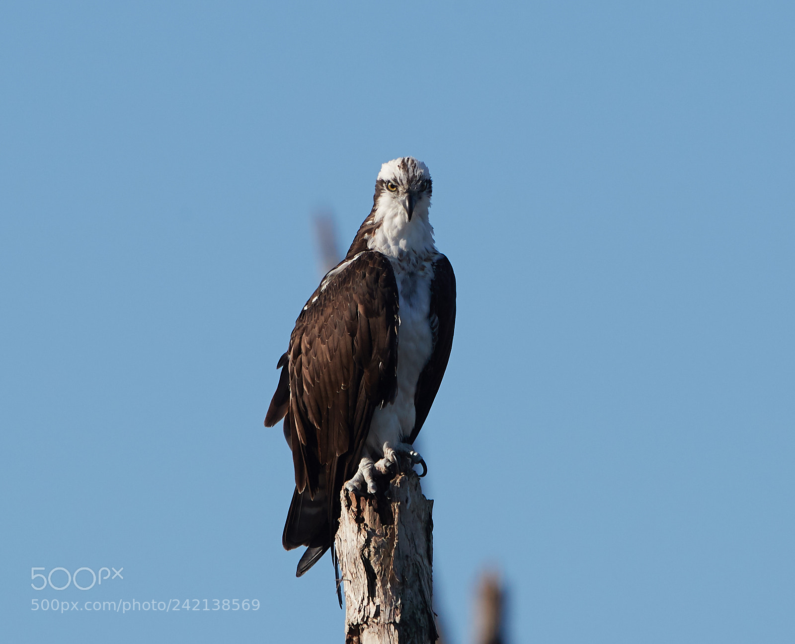 Canon EOS-1D X Mark II sample photo. 01-11-18-8966.jpg photography