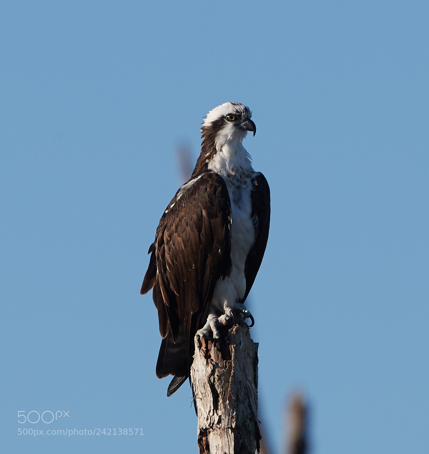 Canon EOS-1D X Mark II sample photo. 01-11-18-8965.jpg photography