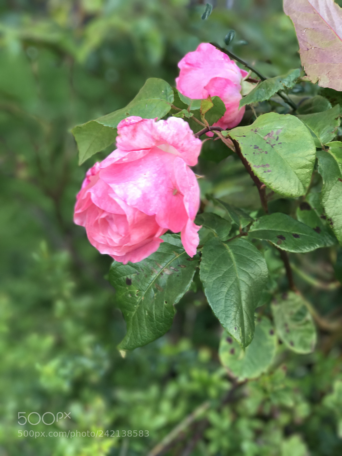 Apple iPhone 7 Plus sample photo. Pink photography