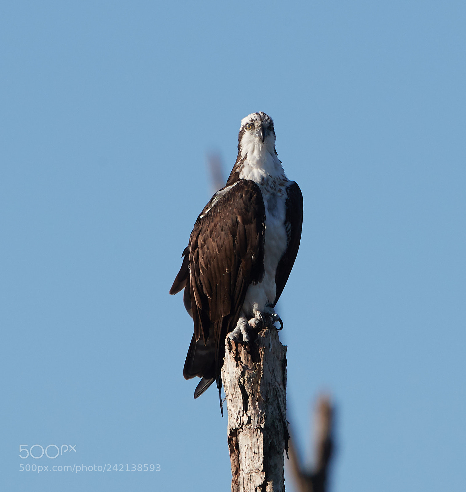 Canon EOS-1D X Mark II sample photo. 01-11-18-8963.jpg photography