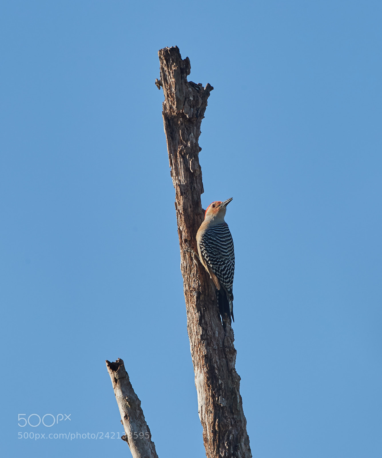 Canon EOS-1D X Mark II sample photo. 01-11-18-8976.jpg photography