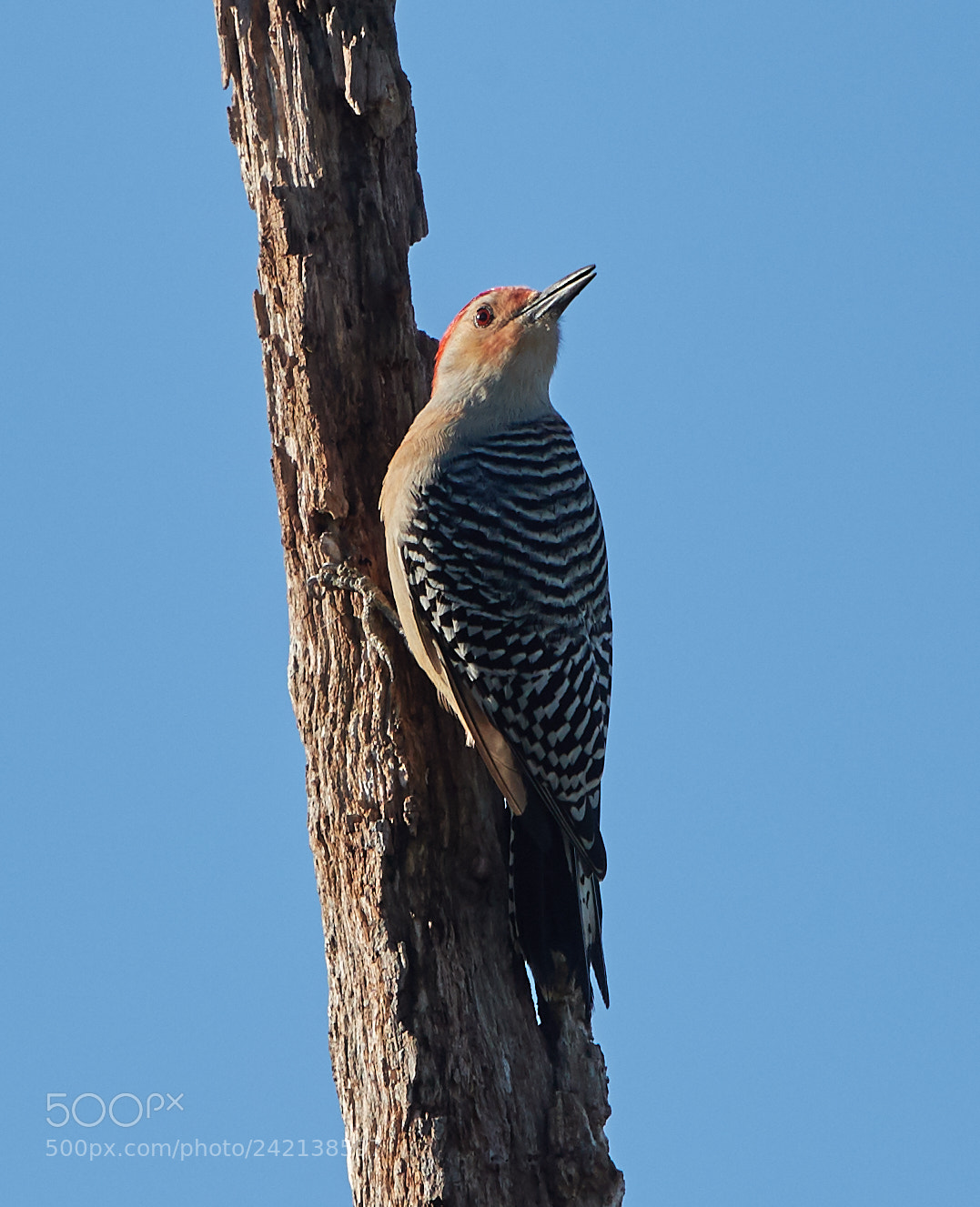 Canon EOS-1D X Mark II sample photo. 01-11-18-8975.jpg photography