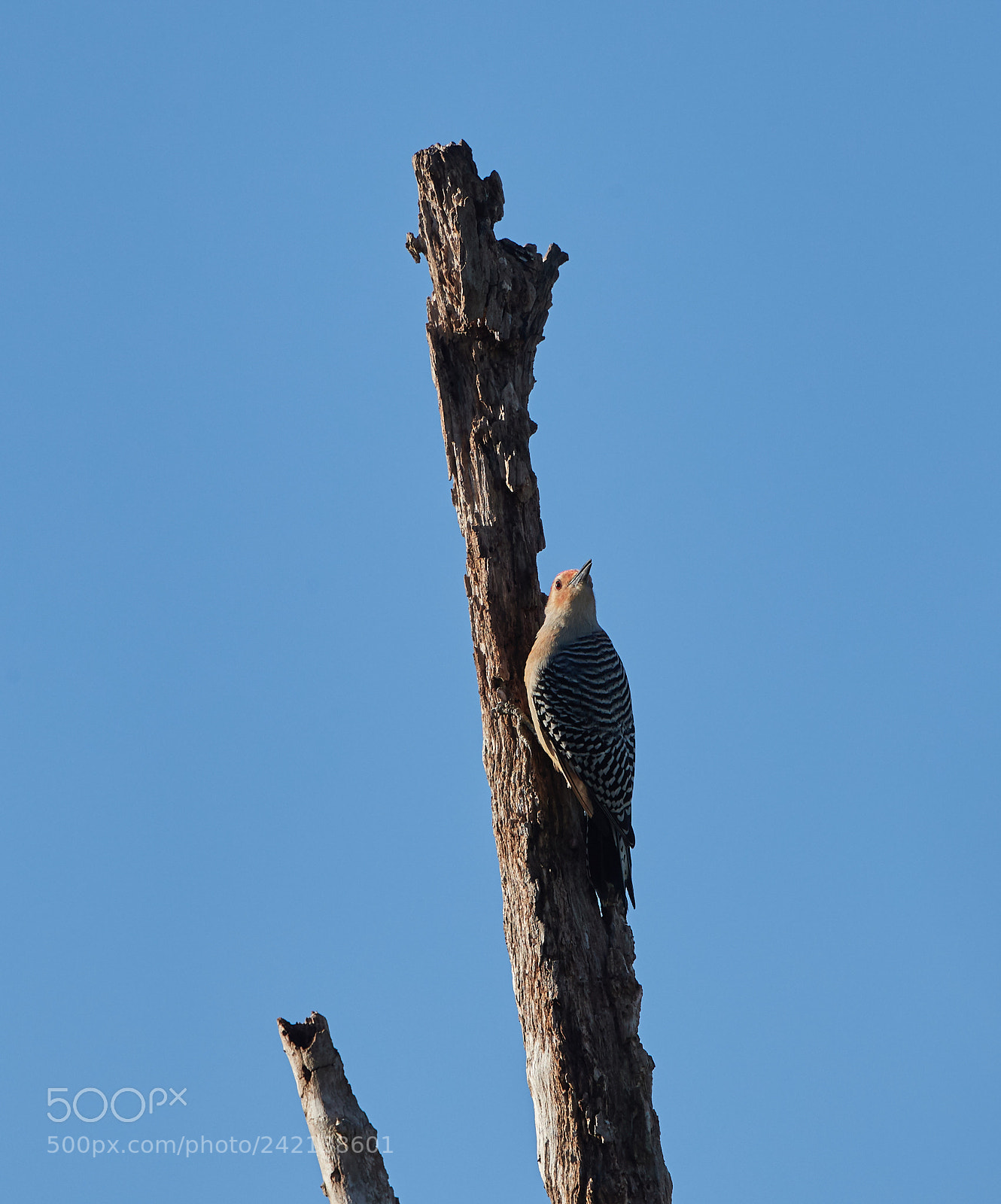 Canon EOS-1D X Mark II sample photo. 01-11-18-8974.jpg photography