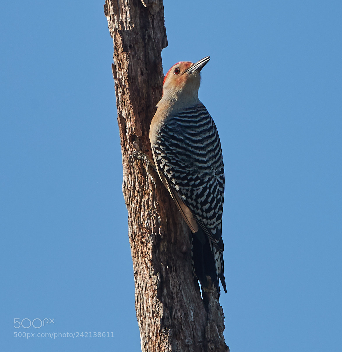 Canon EOS-1D X Mark II sample photo. 01-11-18-8978.jpg photography