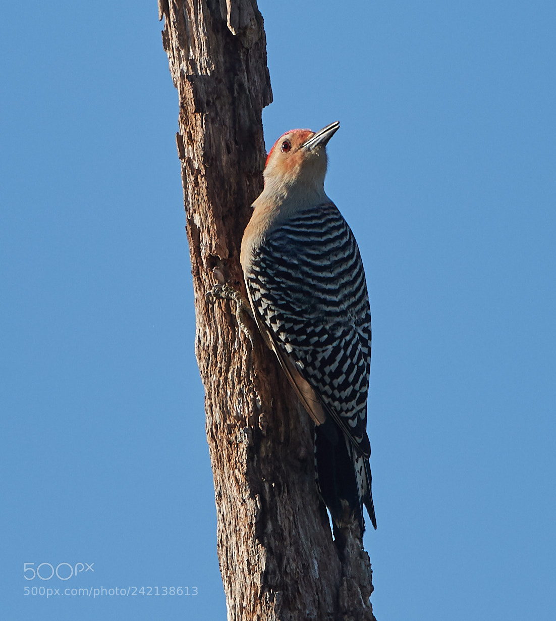 Canon EOS-1D X Mark II sample photo. 01-11-18-8979.jpg photography