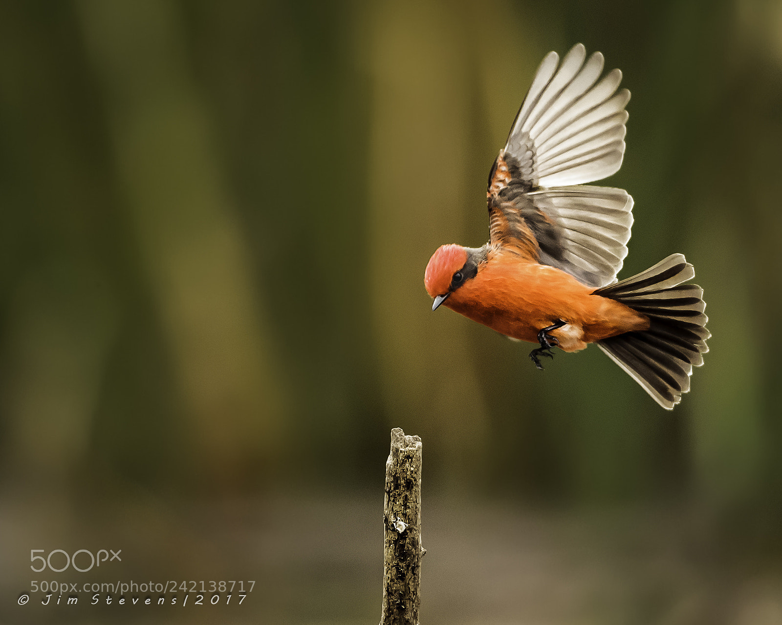 Canon EOS-1D X sample photo. Final approach photography