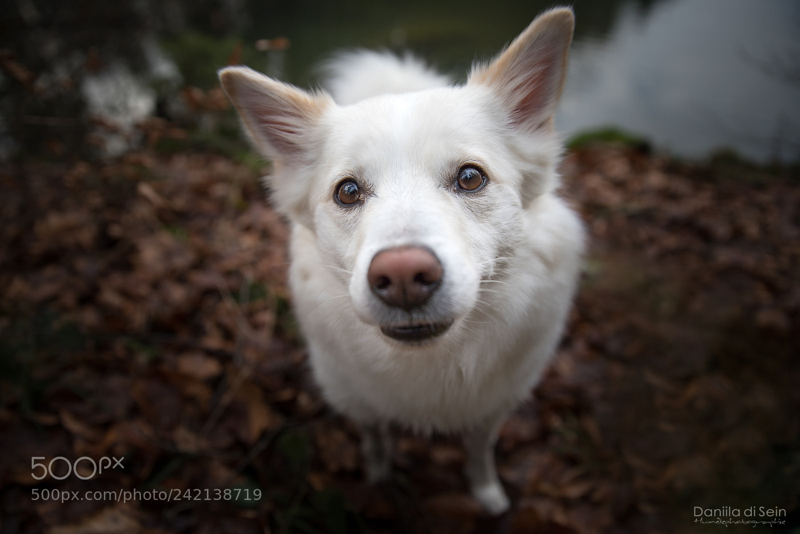 Canon EOS 6D Mark II sample photo. Want my treats! now! photography