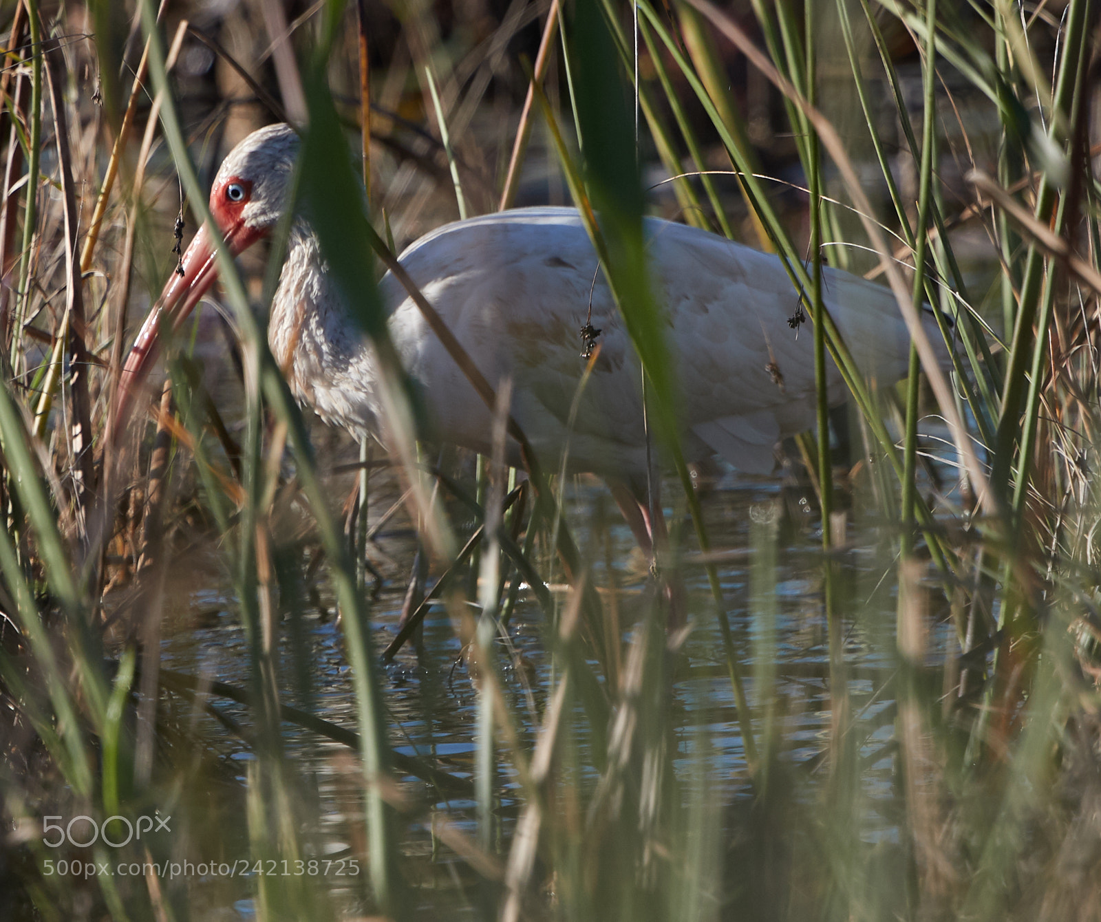 Canon EOS-1D X Mark II sample photo. 01-11-18-8986.jpg photography