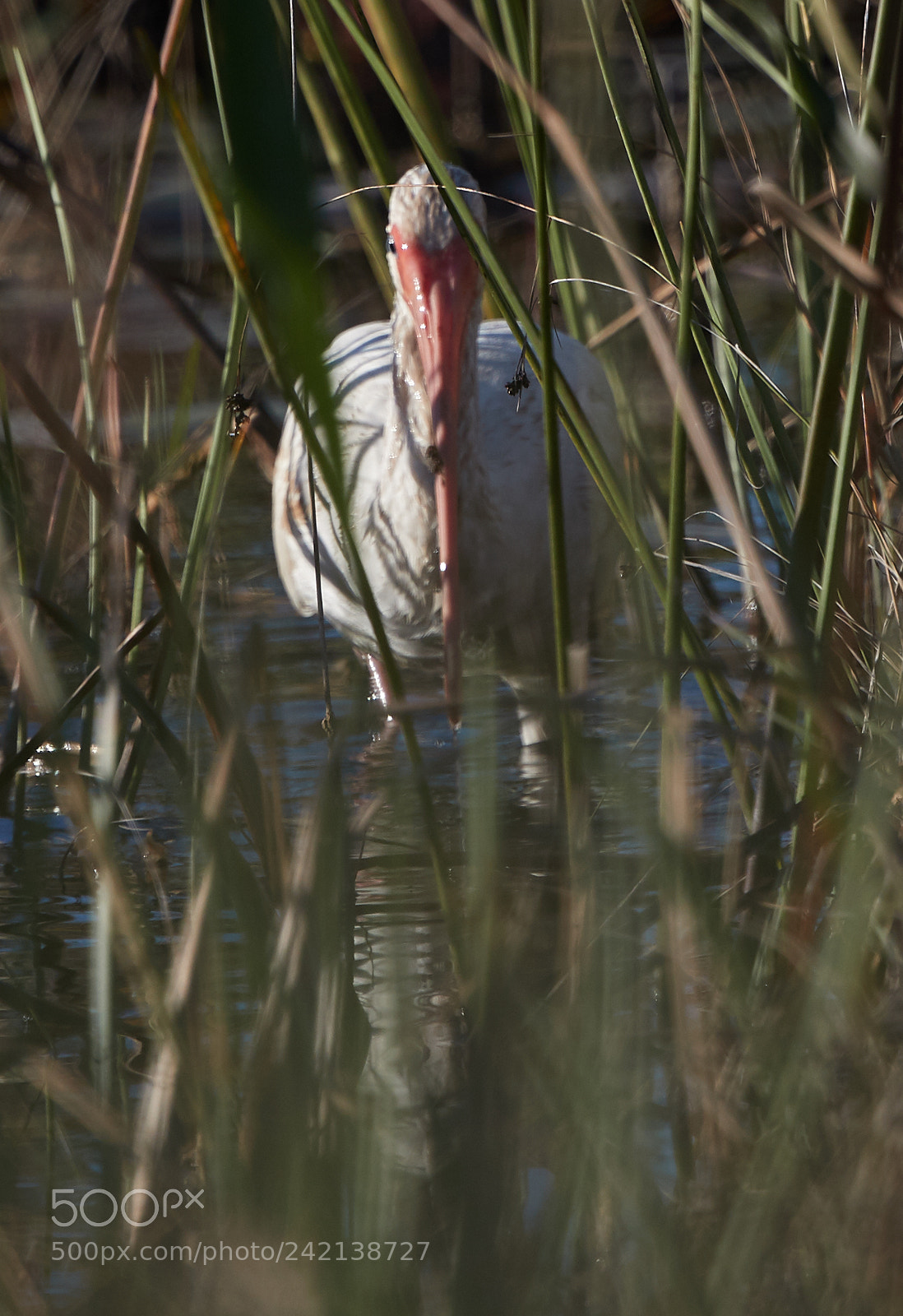 Canon EOS-1D X Mark II sample photo. 01-11-18-8987.jpg photography