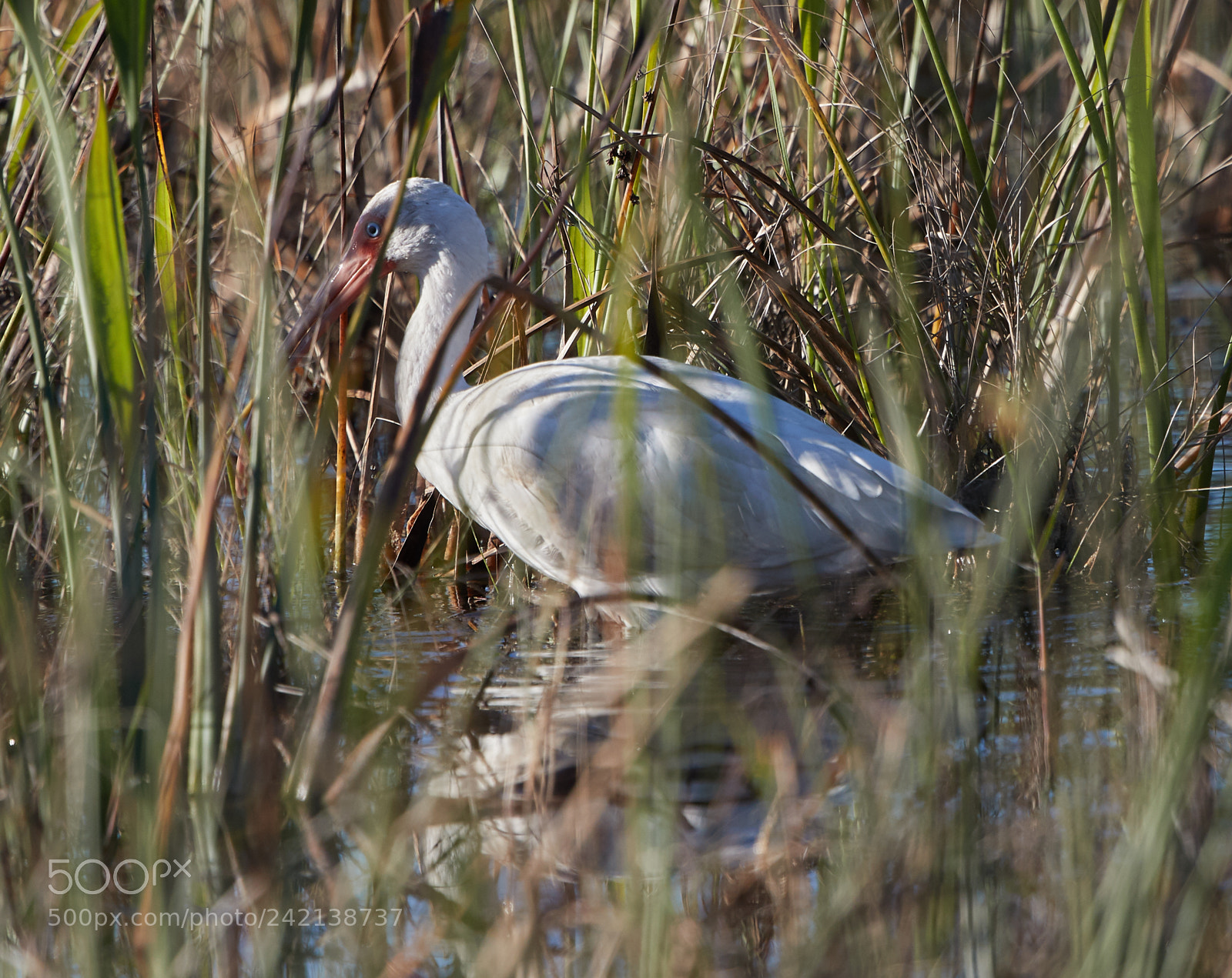 Canon EOS-1D X Mark II sample photo. 01-11-18-8993.jpg photography