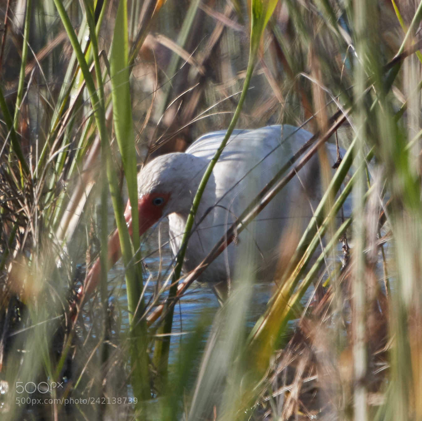 Canon EOS-1D X Mark II sample photo. 01-11-18-8991.jpg photography