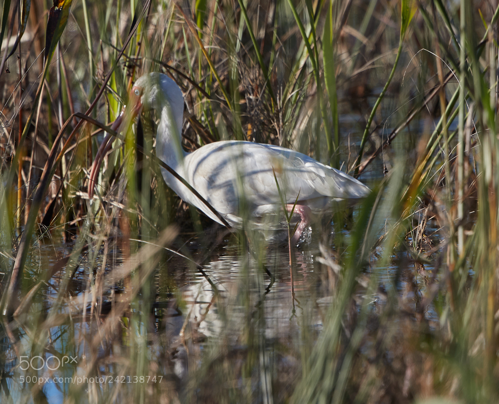 Canon EOS-1D X Mark II sample photo. 01-11-18-8994.jpg photography