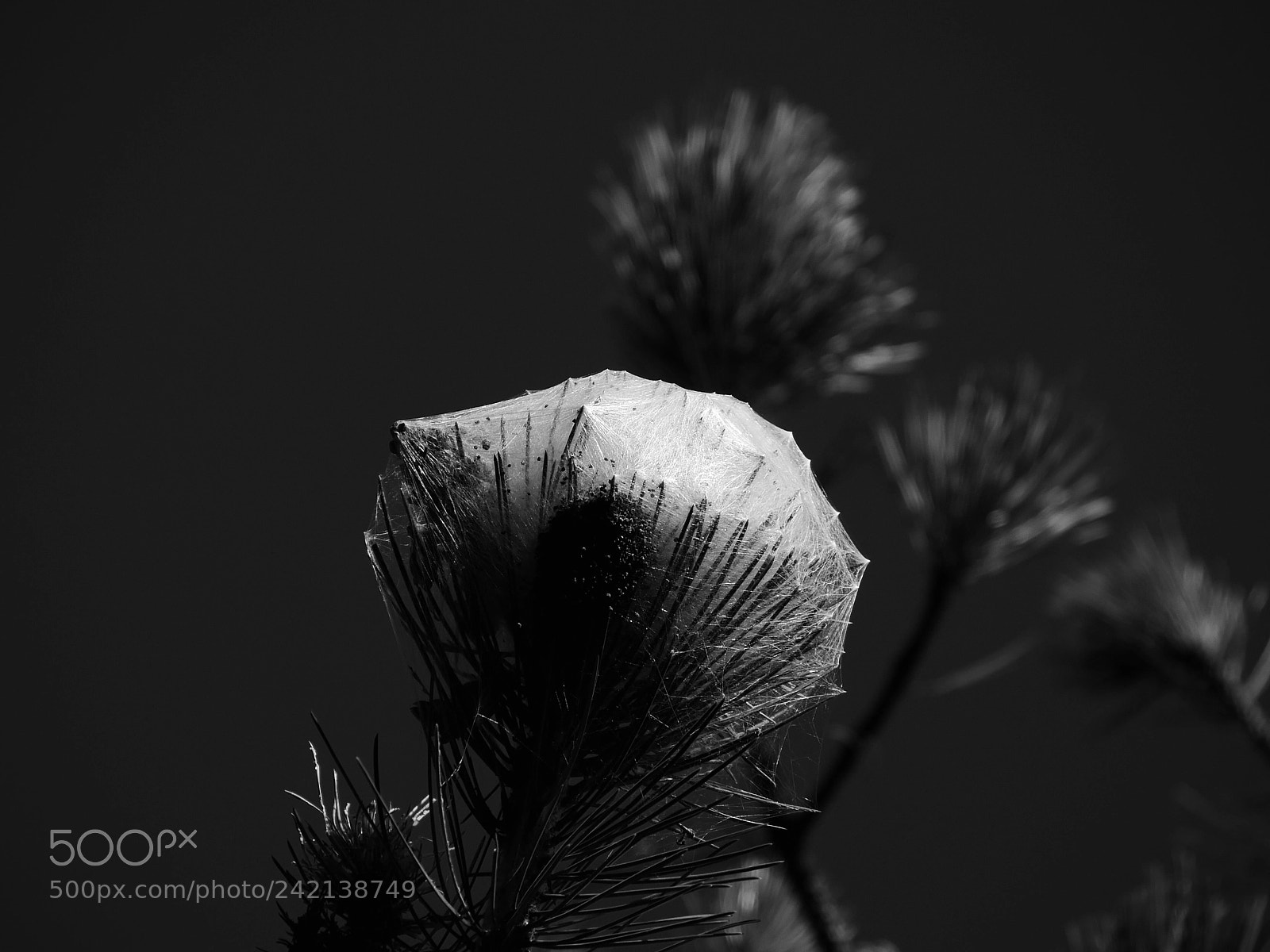 Panasonic Lumix DMC-GX85 (Lumix DMC-GX80 / Lumix DMC-GX7 Mark II) sample photo. Processionnaires photography