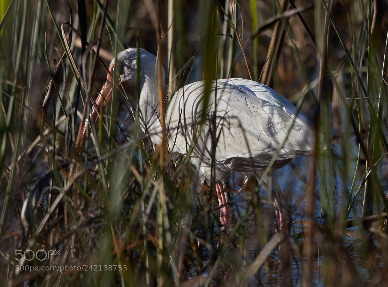 Canon EOS-1D X Mark II sample photo. 01-11-18-9002.jpg photography