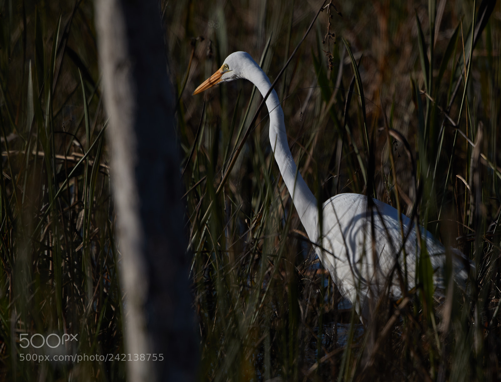 Canon EOS-1D X Mark II sample photo. 01-11-18-9003.jpg photography
