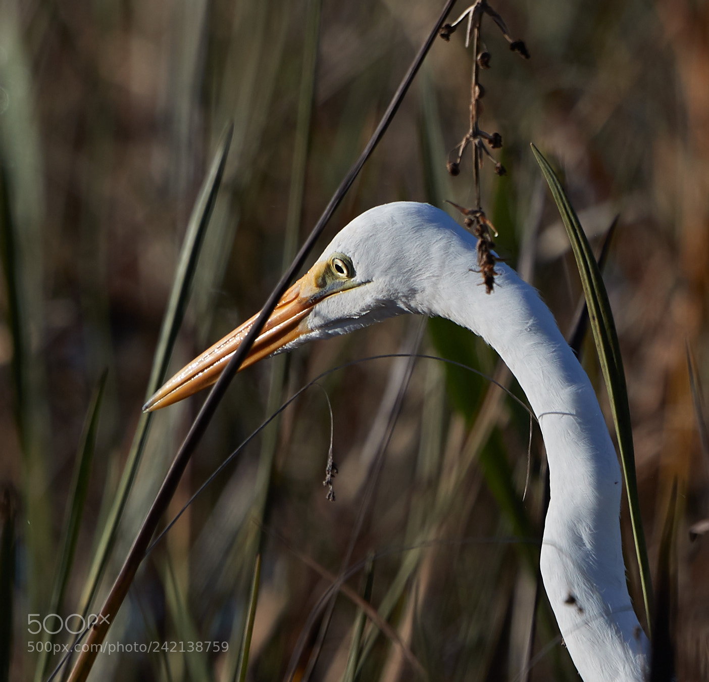 Canon EOS-1D X Mark II sample photo. 01-11-18-9005 1.jpg photography