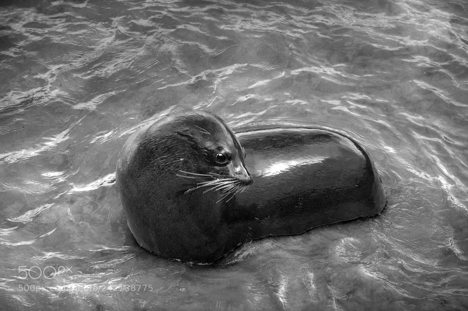 Nikon D3S sample photo. Sea lion photography