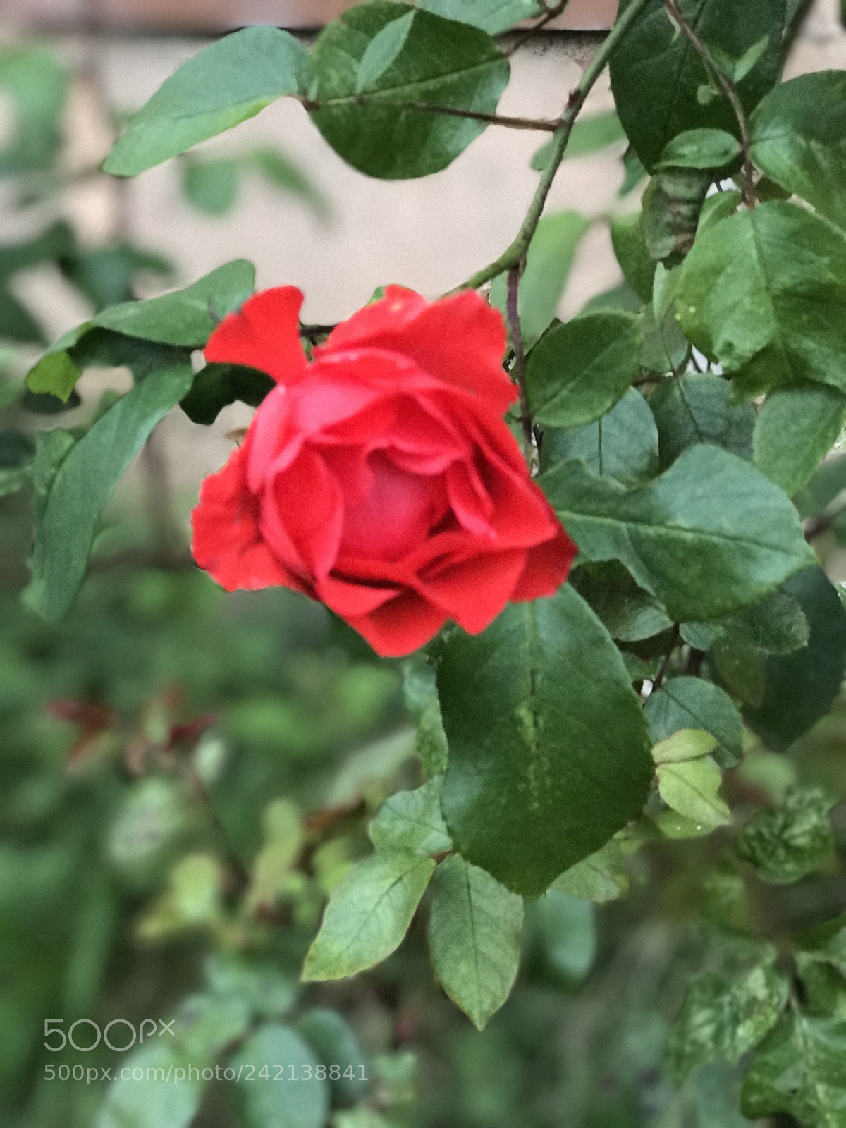 Apple iPhone 7 Plus sample photo. Red photography