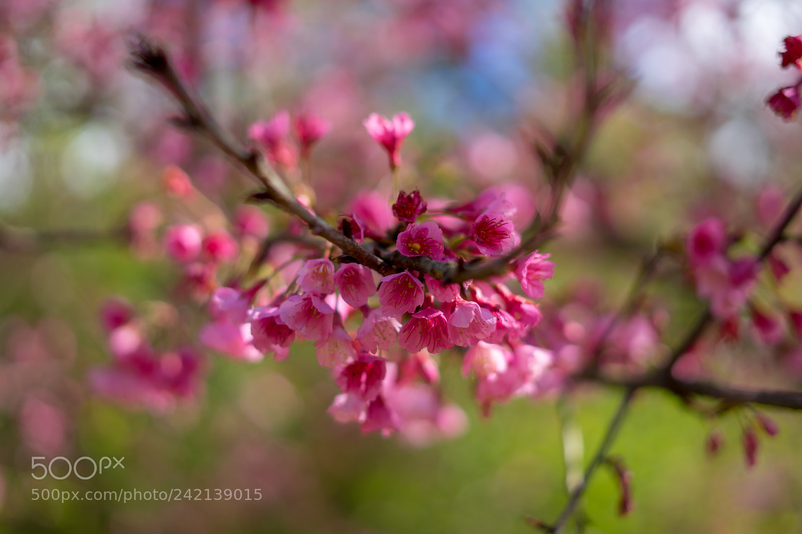 Sony a7 II sample photo. Cherry blossom in thailand photography