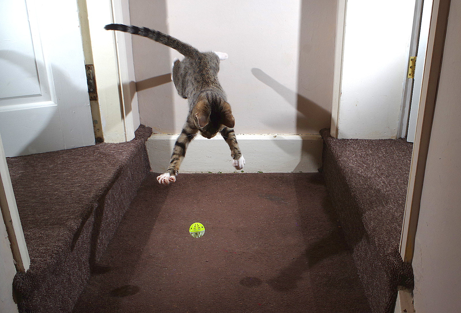 Pentax K-3 sample photo. Bouncy cat photography