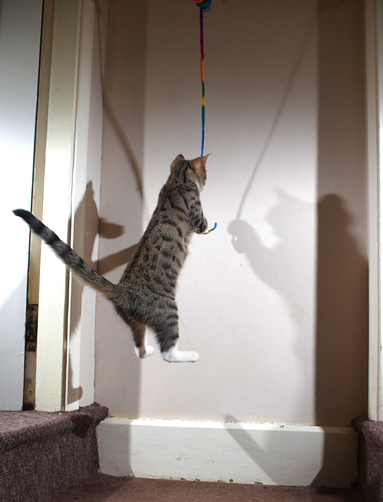 Pentax K-3 sample photo. Bouncy cat photography