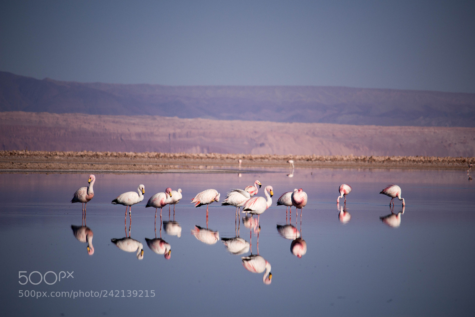 Canon EOS 100D (EOS Rebel SL1 / EOS Kiss X7) sample photo. Desert flamingos photography