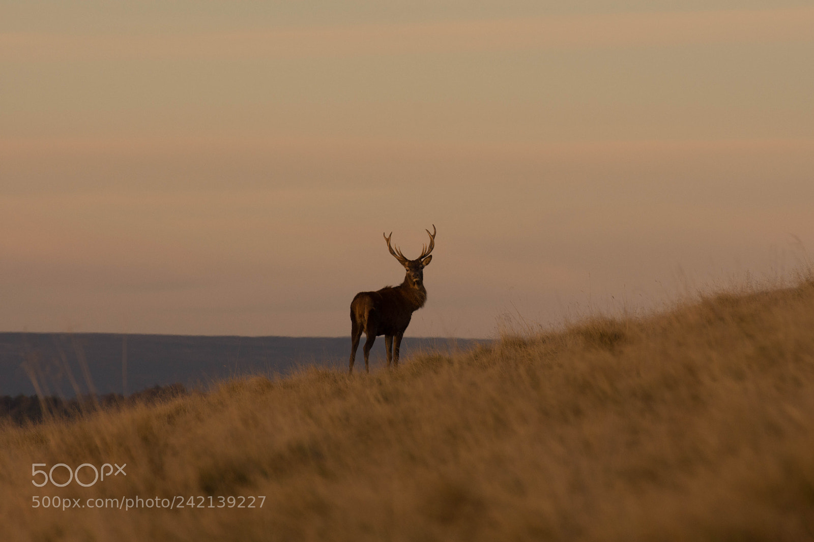 Nikon D7200 sample photo. Red deer at lyme. photography