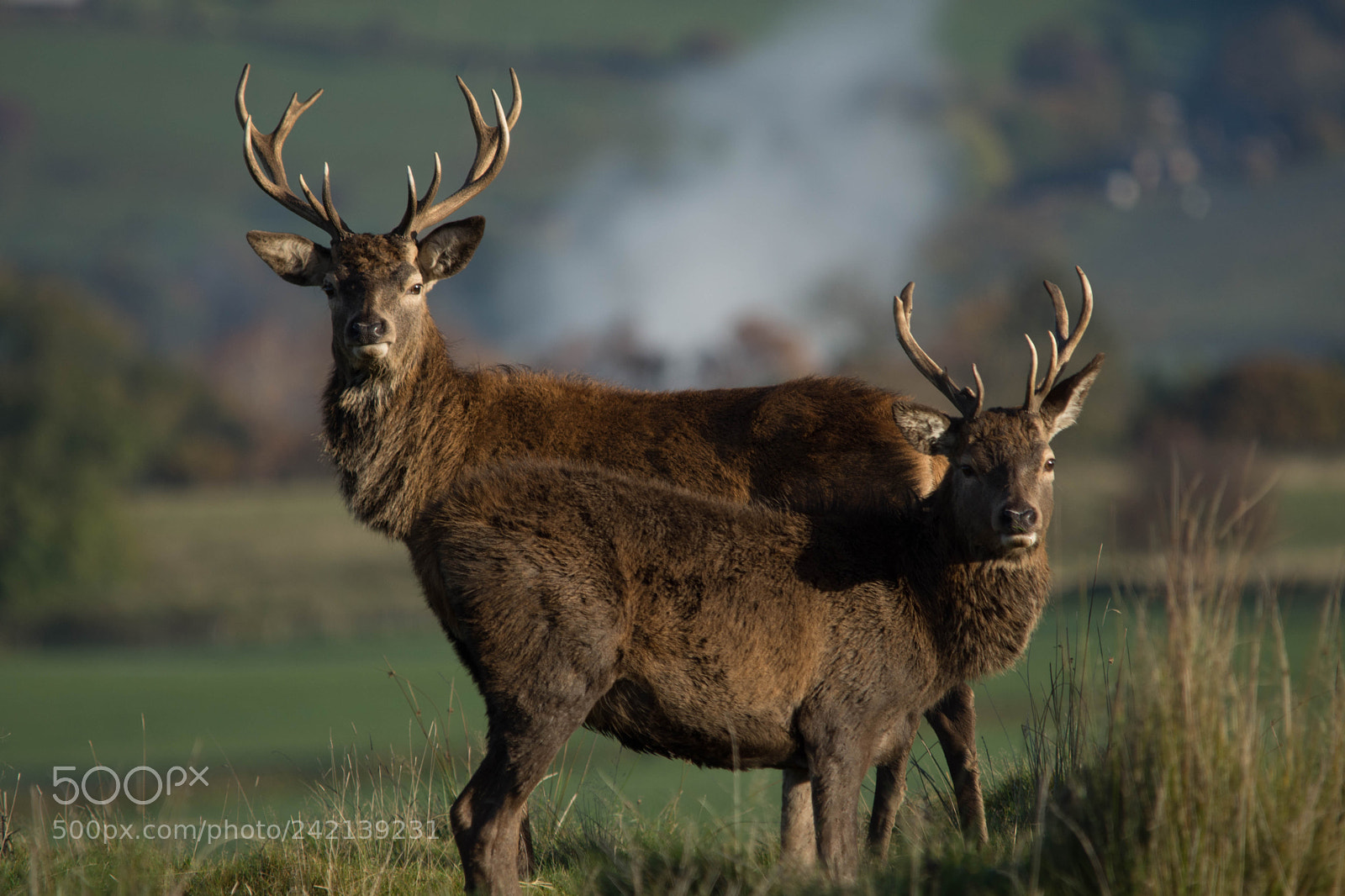Nikon D7200 sample photo. Red deer at lyme. photography