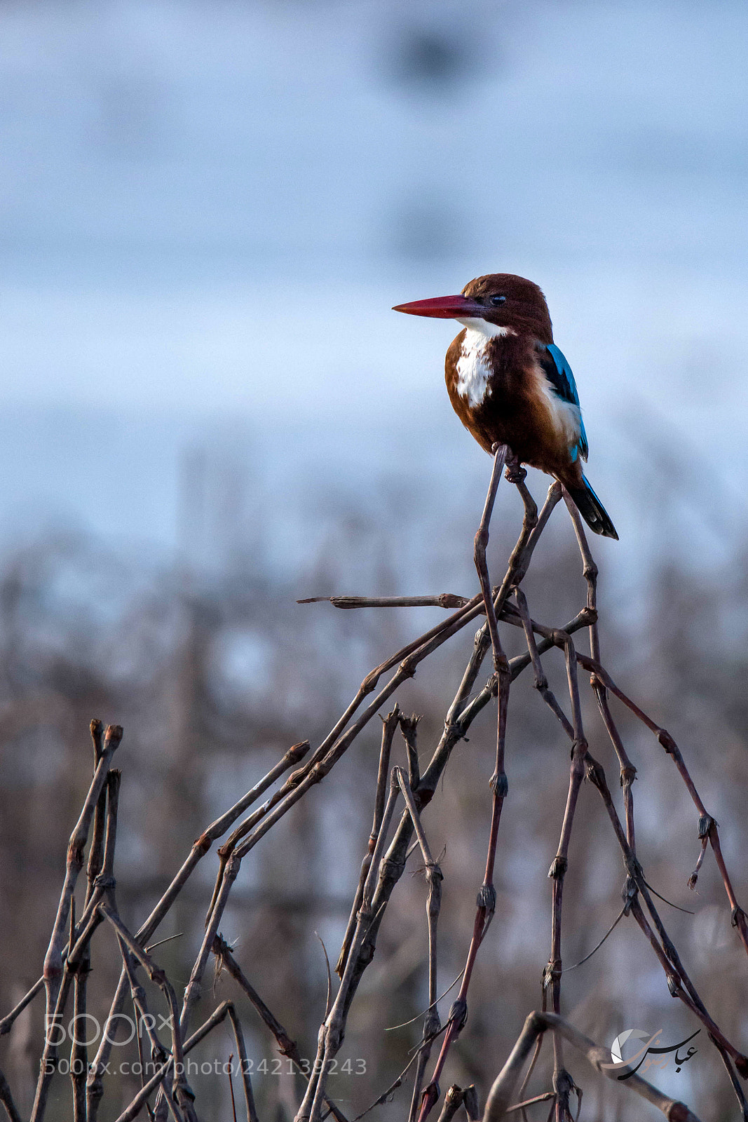 Nikon D7100 sample photo. White throated kingfisher photography
