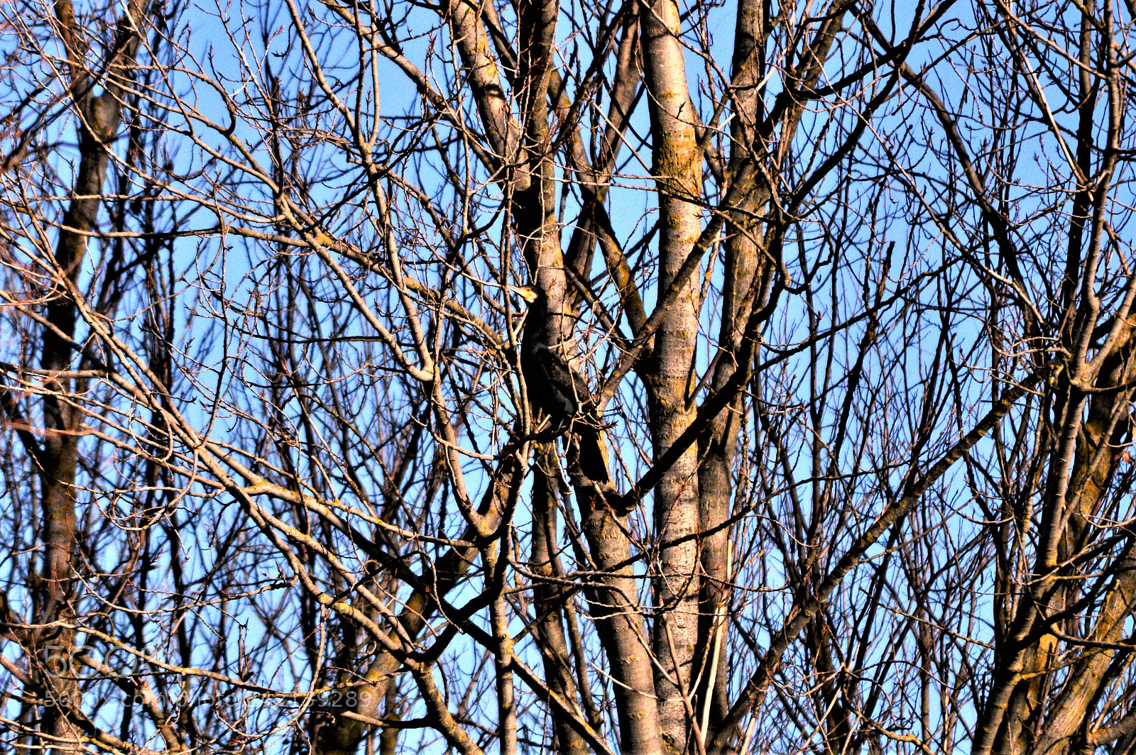 Nikon D3200 sample photo. Cormorano photography