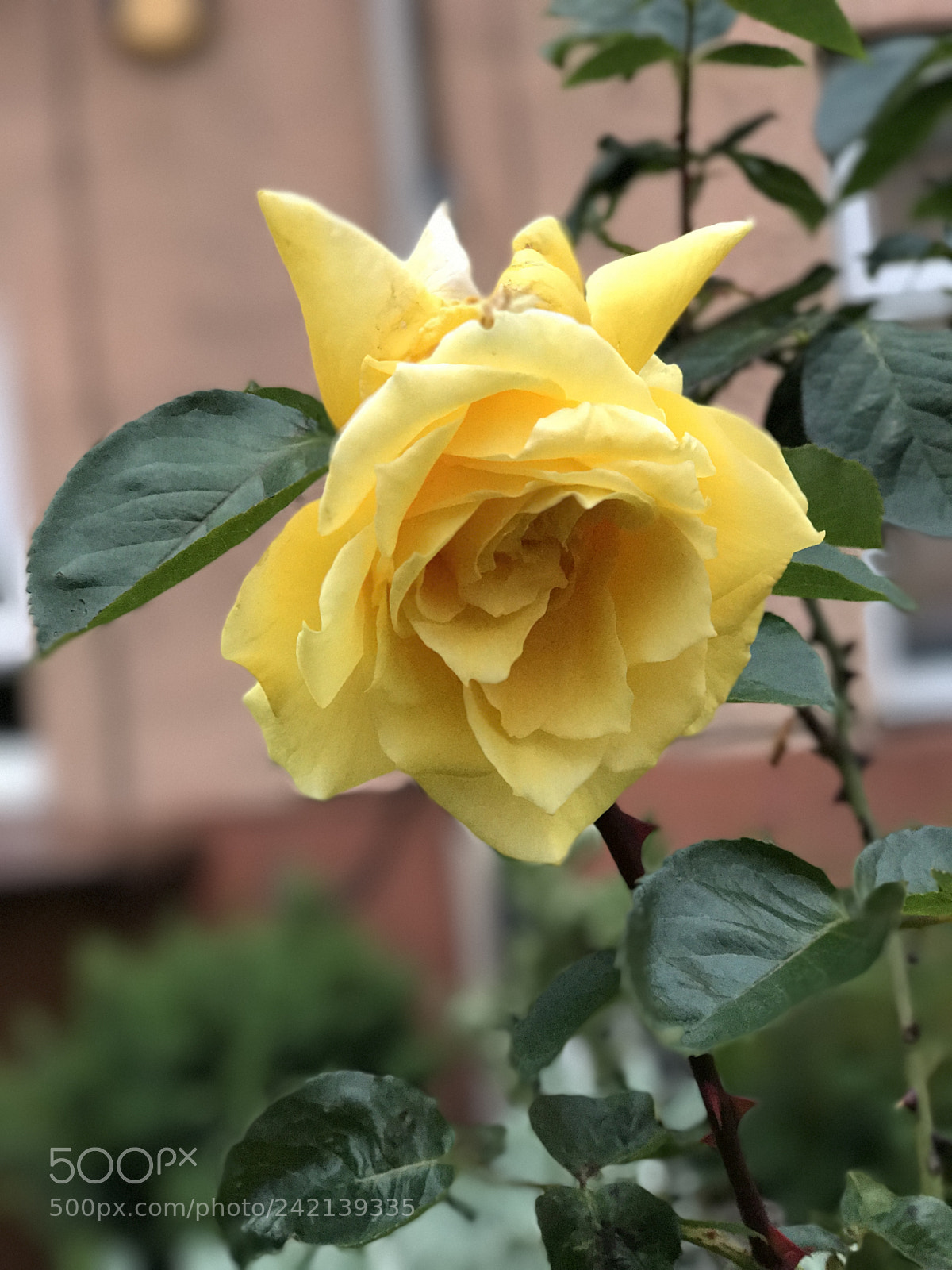 Apple iPhone 7 Plus sample photo. Yellow photography