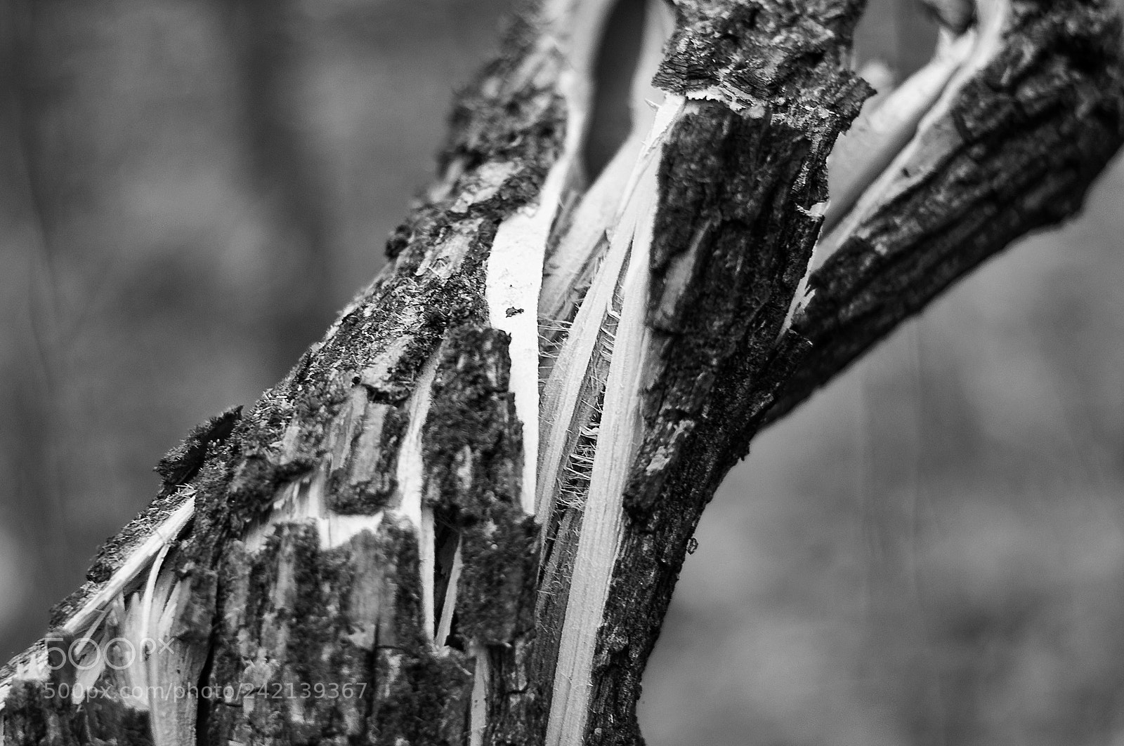 Nikon D90 sample photo. Broken tree photography
