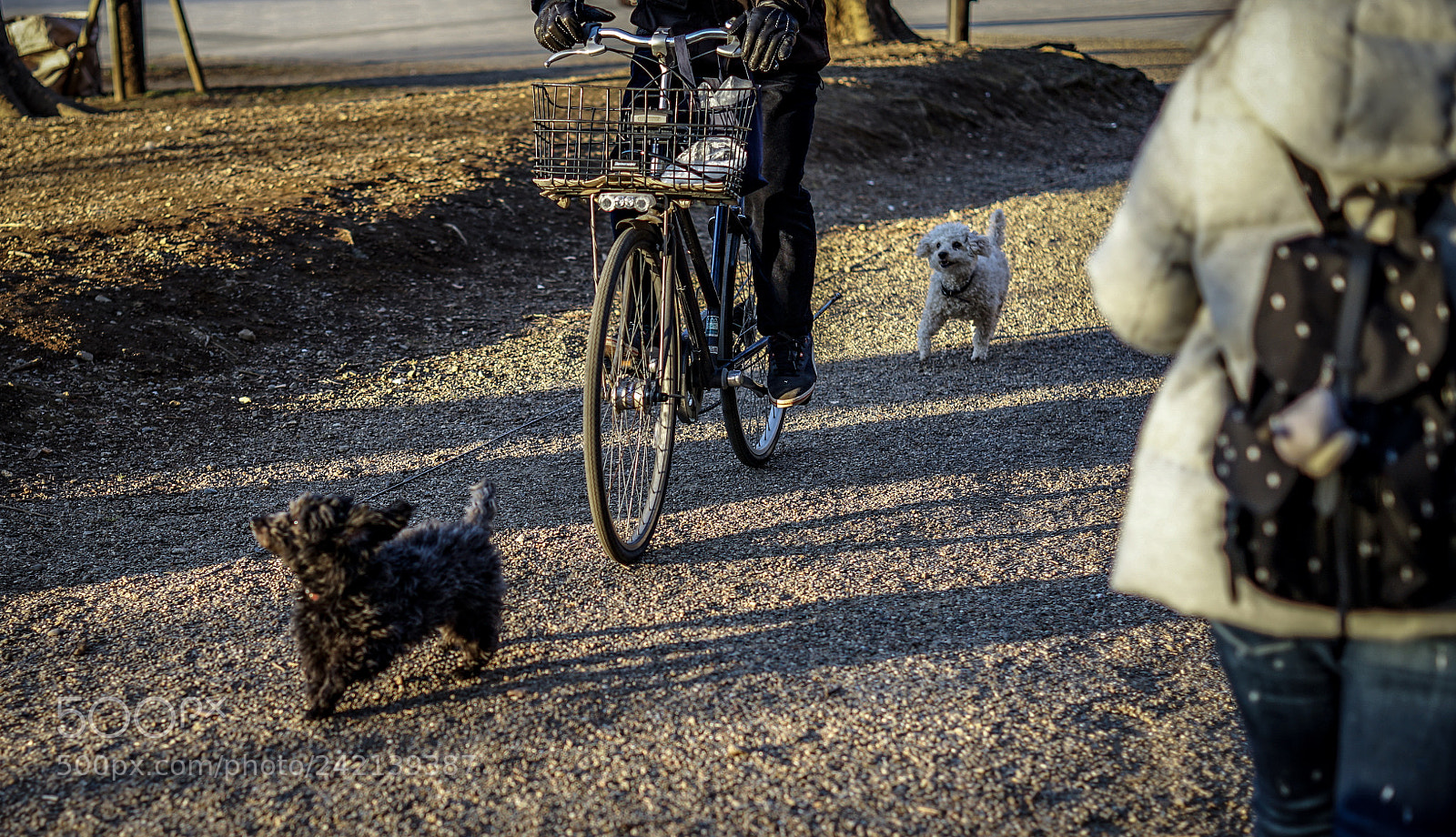 Sony a7 II sample photo. Cycling the dogs photography
