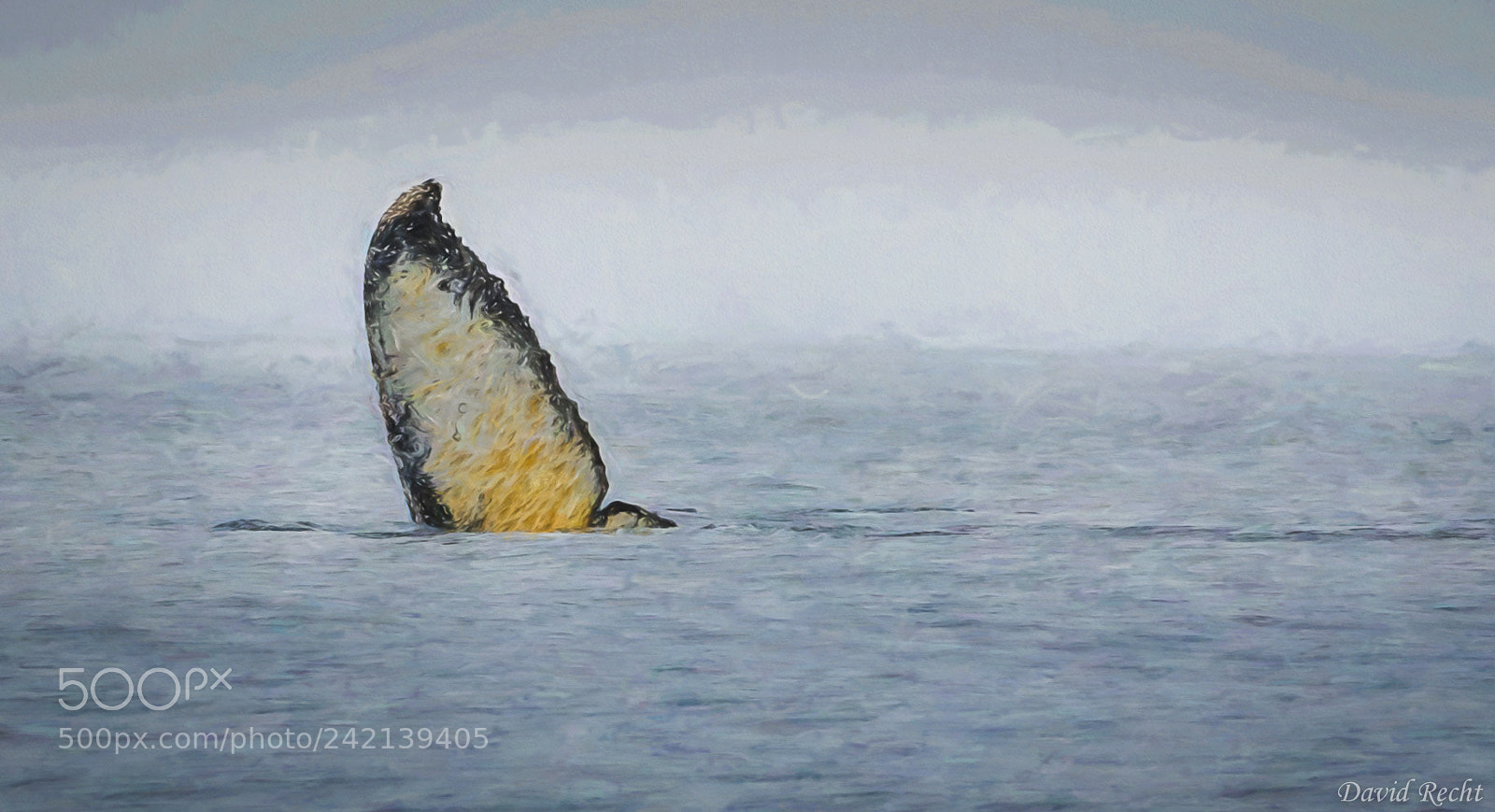 Canon EOS 7D Mark II sample photo. Whale tail impressions photography